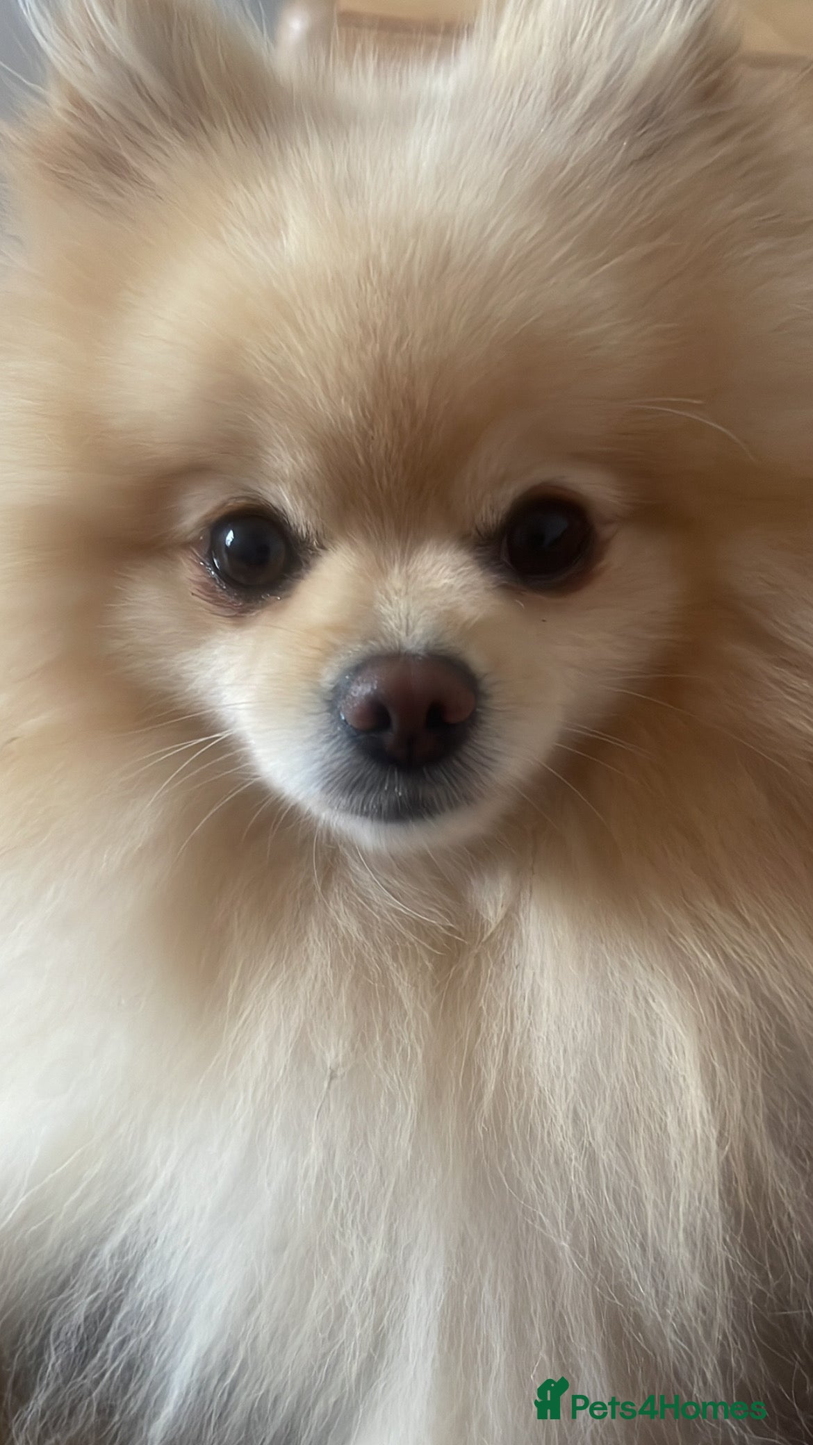 Pomeranian dogs Teddy cream KC register Pomeranian  - Advert 1