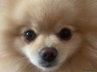 Pomeranian dogs Teddy cream KC register Pomeranian - Advert 9