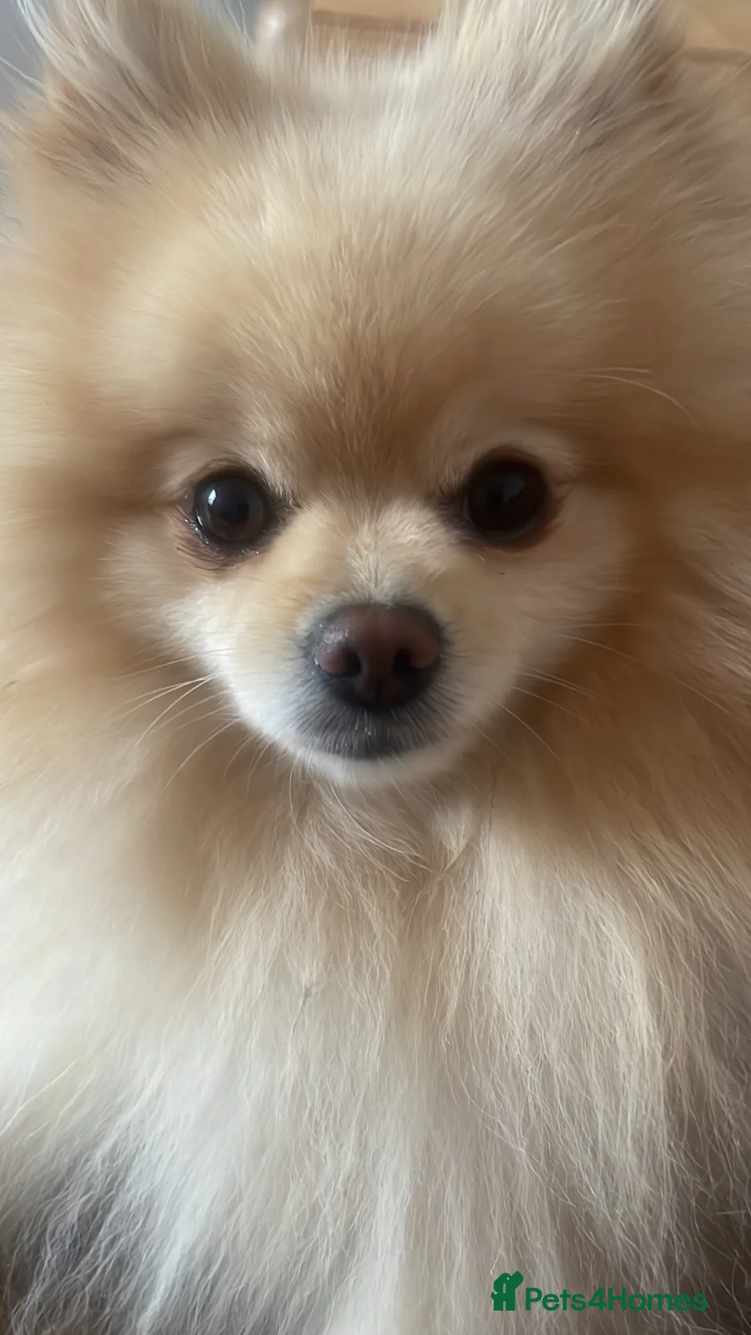 Pomeranian dogs for stud: Teddy cream KC register Pomeranian  - Advert 1