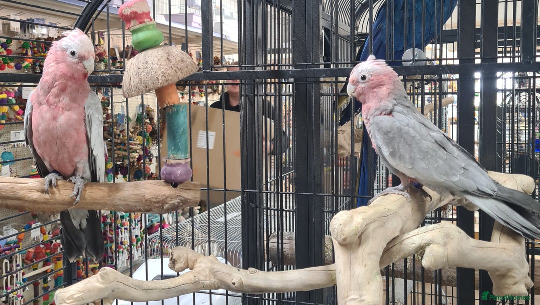 Cockatoo birds for sale: Hand Reared Galah Cockatoos available now - Image 4