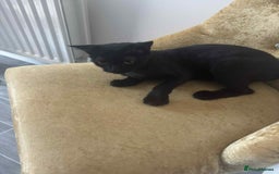 Mixed Breed cats for sale: Cat looking for a forever home - Image 2