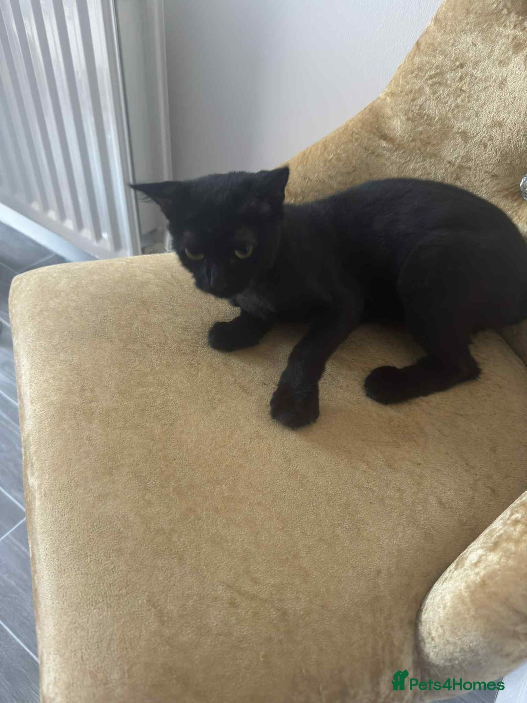 Mixed Breed cats for sale: Cat looking for a forever home - Image 2