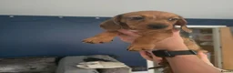 Dachshund dogs for sale: 5 Dachshund puppies  in Horley - Advert 12