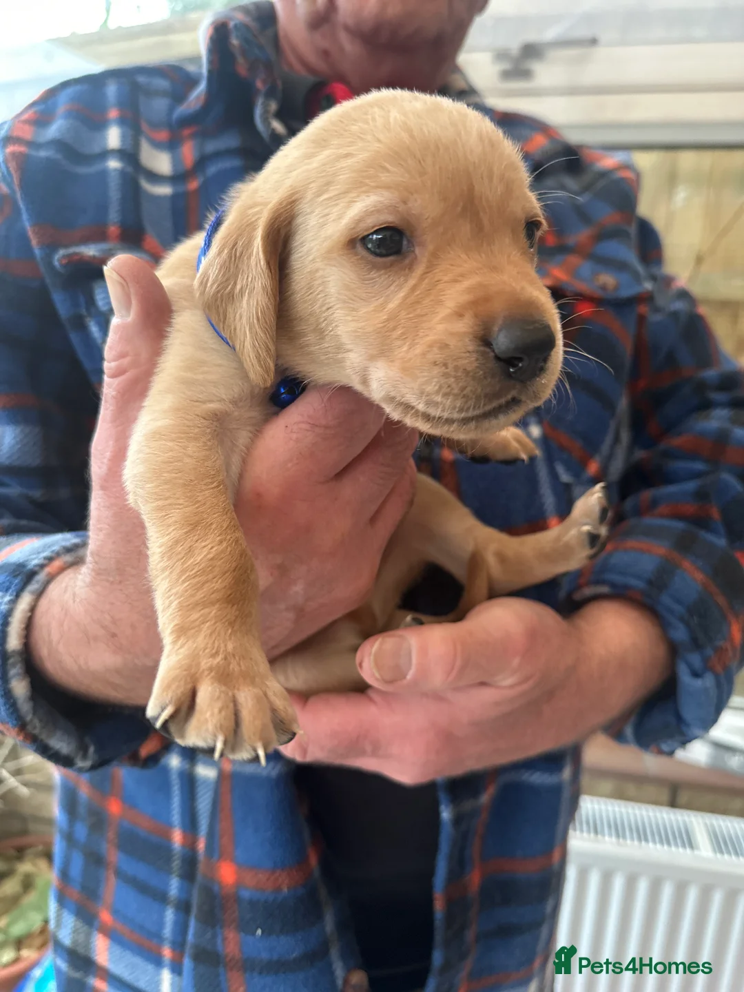 Mixed Breed dogs for sale: Vizslador puppys - Advert 18