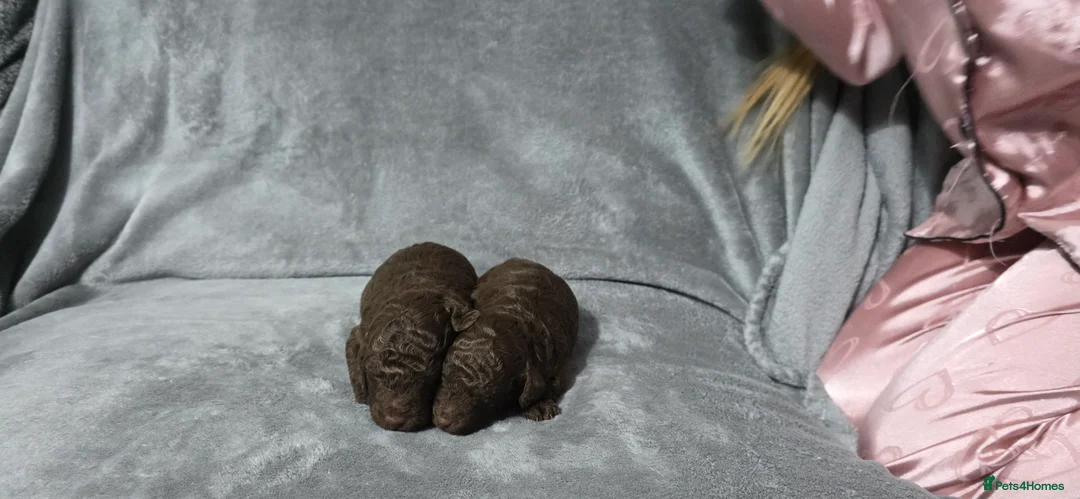 Sproodle dogs for sale: 🐾 Stunning Chocolate Sproodles🐾  - Advert 8