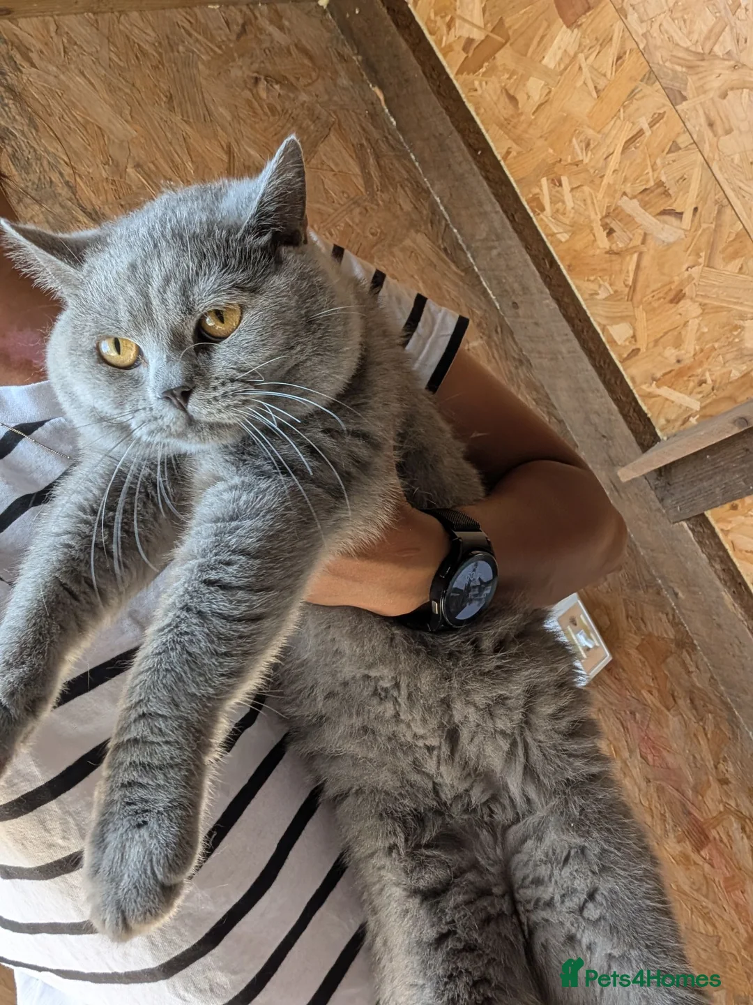 British Shorthair cats for sale: Active GCCF proven British Shorthair Male - Advert 1