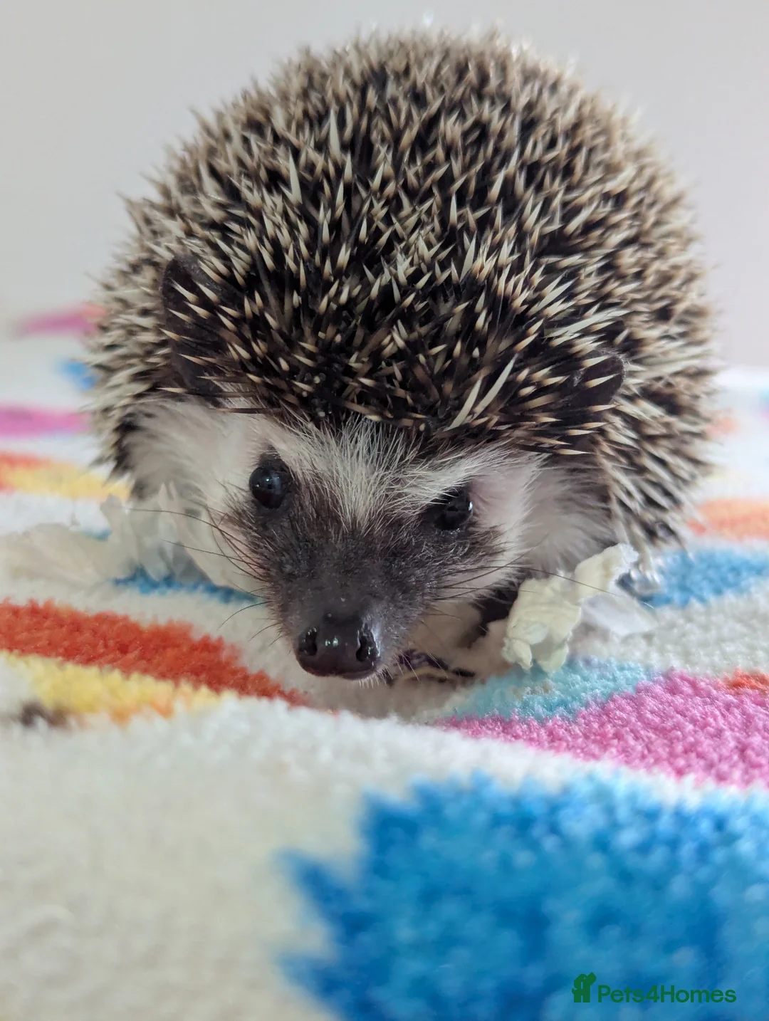 Pygmy Hedgehog rodents for sale: Beautiful Female Hoglet /Ready Now/Reduced!! - Advert 7