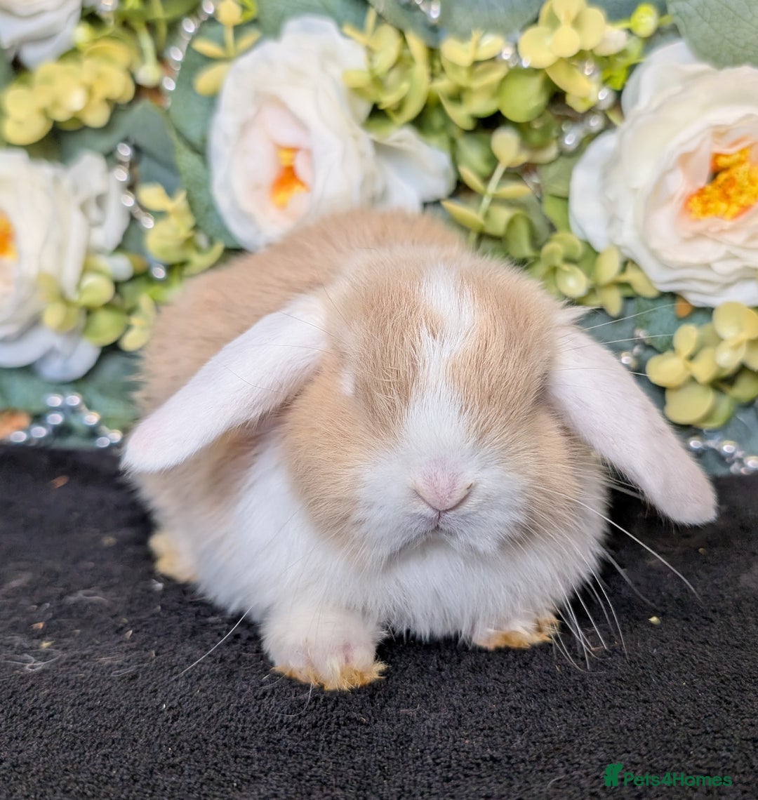 Mini Lop rabbits for sale: ❤️Stunning mini lop babies❤️ - Advert 20