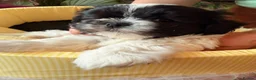 Malshi dogs for sale: Malshi Puppies - Rare Type - Ready Soon - Advert 14