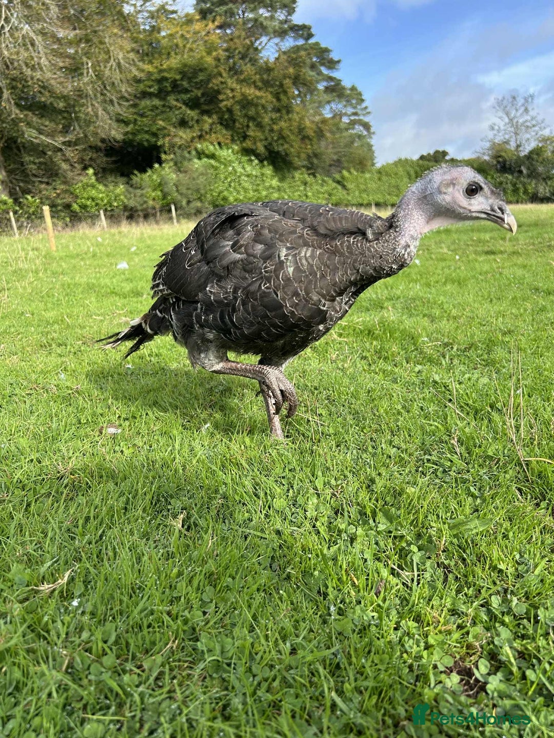 Turkeys poultry for sale: 10 Turkeys looking for new home  - Image 10