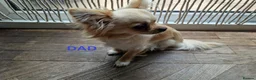 Chihuahua dogs for sale: Stunning Chihuahua Puppies Ready Soon 🐾 - Advert 19