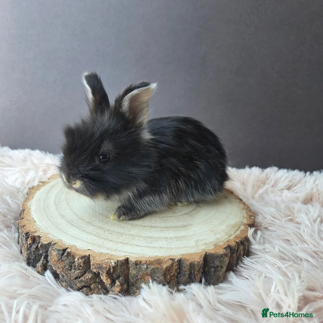 Angora rabbits for sale: English Angora Babies - Advert 2