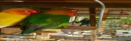 Lovebirds birds for sale: Lovebirds - Advert 9