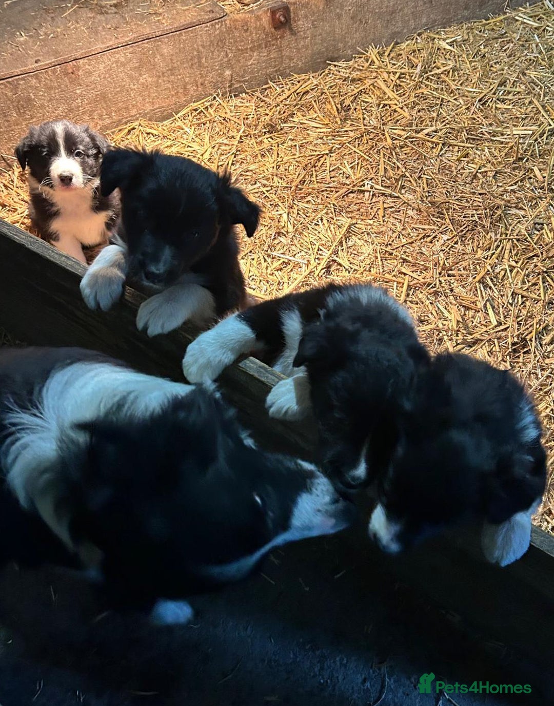 Border Collie dogs for sale: Border Collie Puppies - Image 1