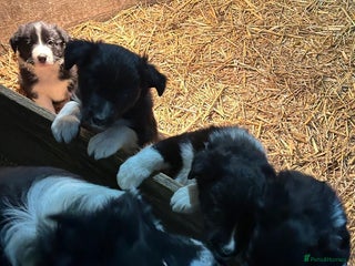 Border Collie dogs - Advert 5