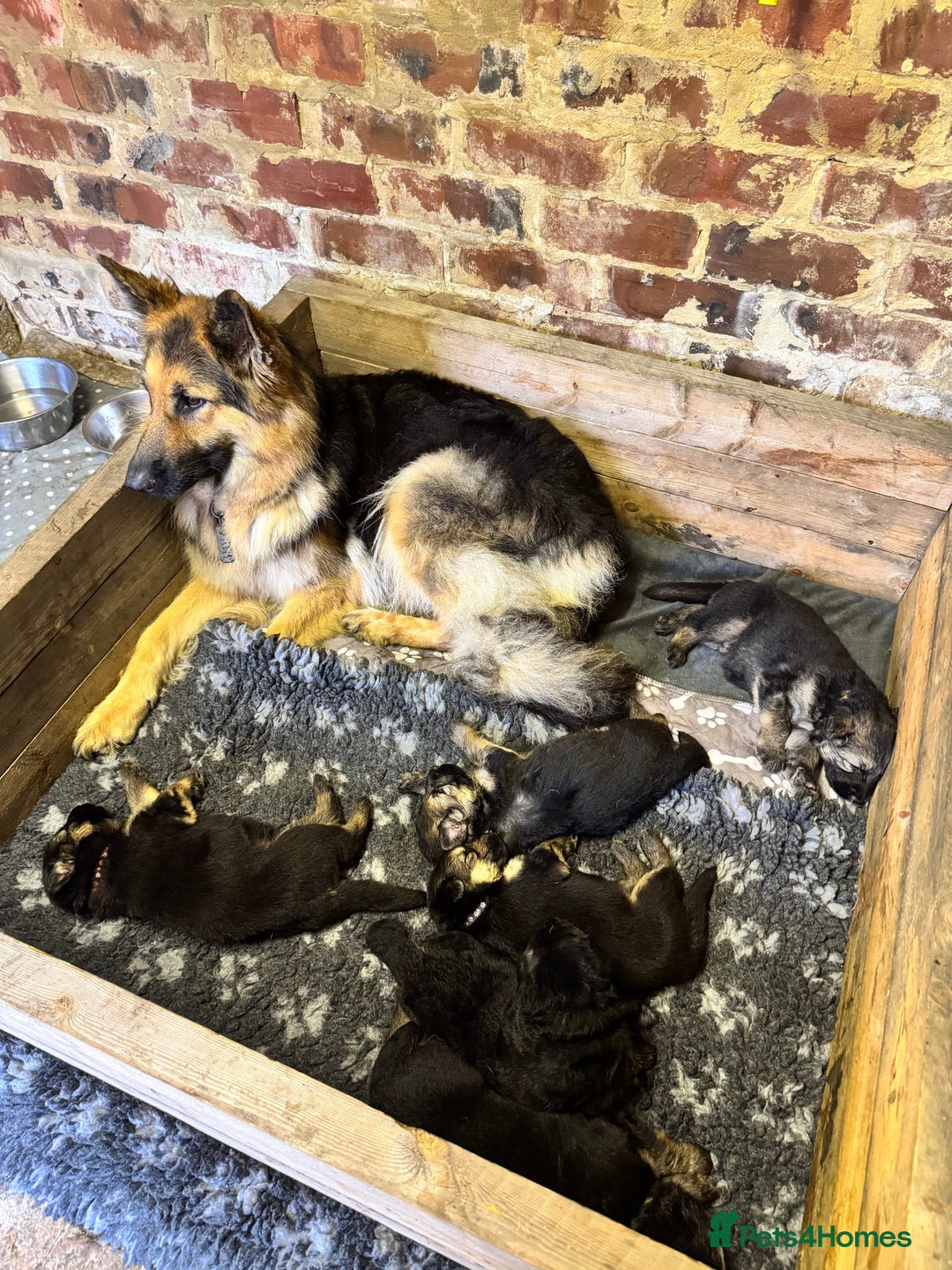 German Shepherd dogs for sale: German shepherd puppies  - Image 20