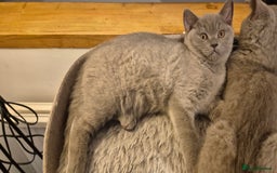 British Shorthair cats for sale: Scottish straight/ last two - Image 4