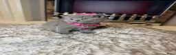 British Shorthair cats for sale: British shorthair kittens  - Advert 8