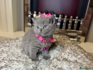 British Shorthair cats British shorthair kittens - Advert 4
