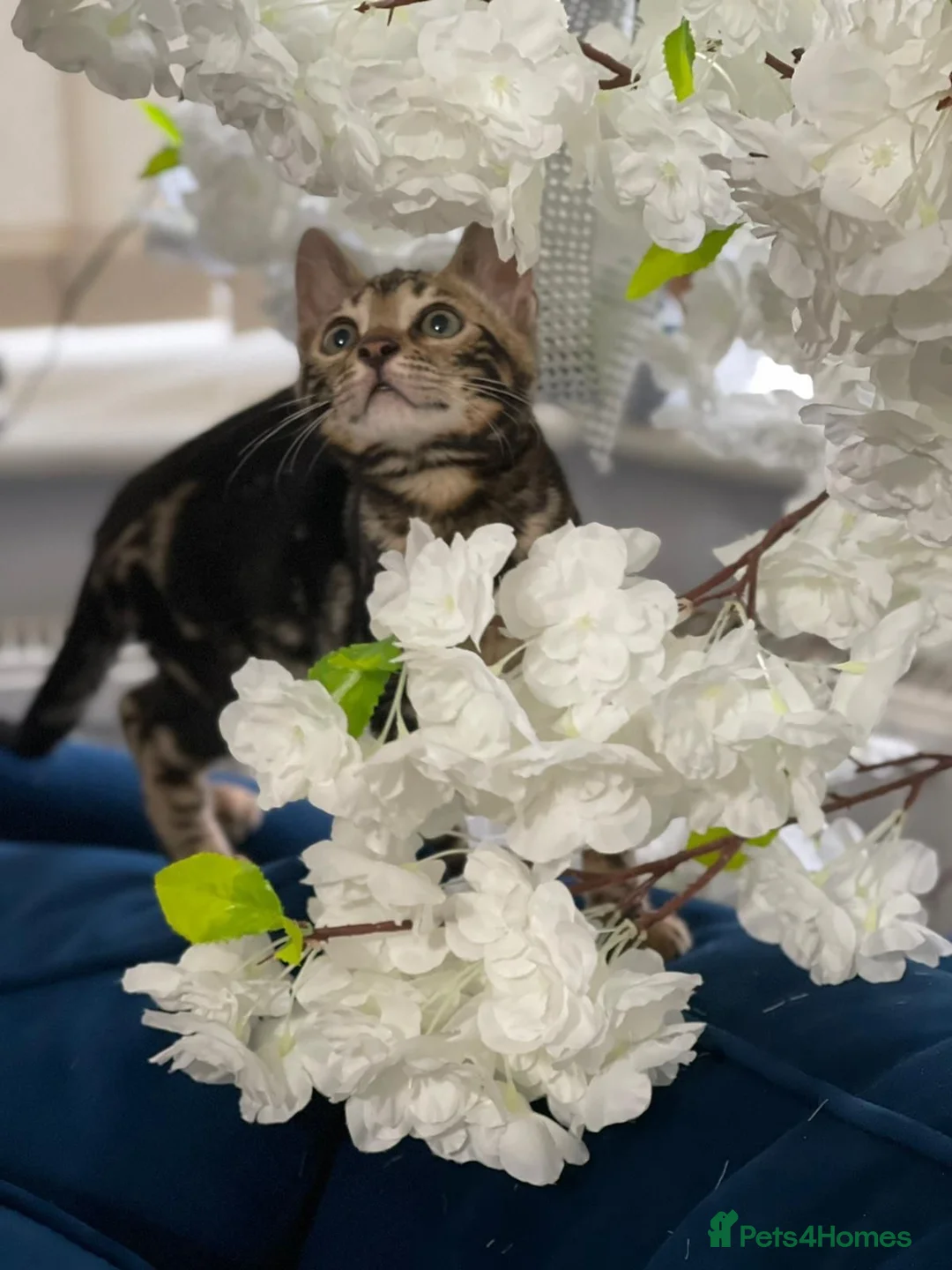 Mixed Breed cats for sale: Kittens  in Liverpool - Advert 1