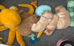 Labrador Retriever dogs for sale: Home bred working Labrador puppies - Image 39