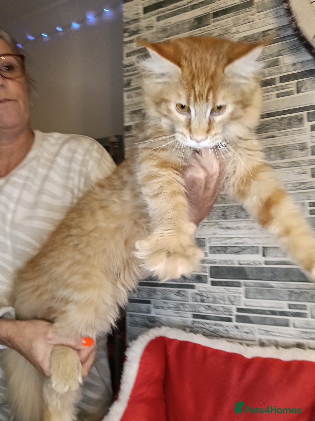 Maine Coon cats for sale: 'PuuureLove' Maine Coon kittens  - Advert 9