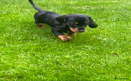 Dachshund dogs for sale:  Only one girl left 💕SOLD  - Image 24