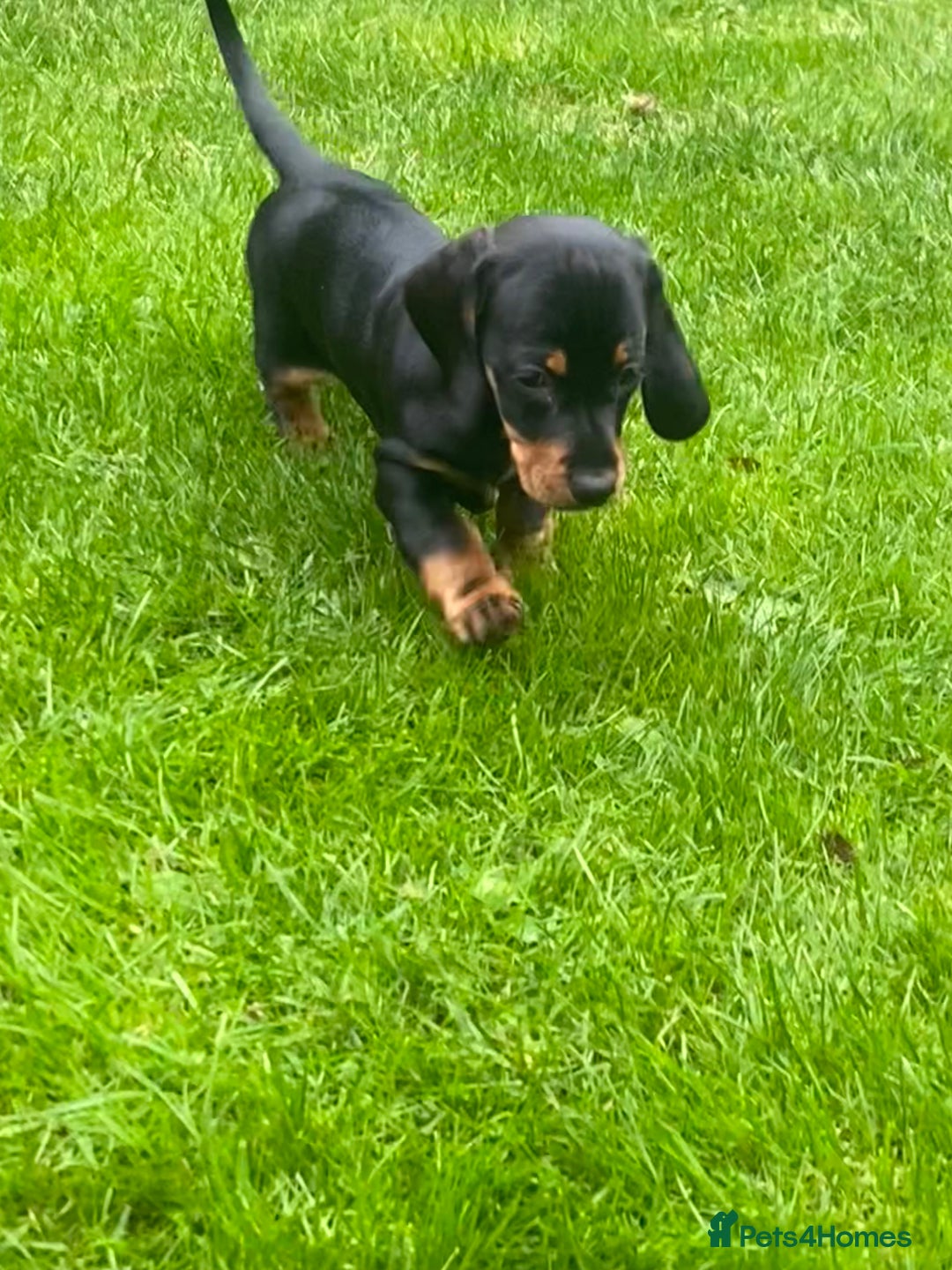 Dachshund dogs for sale:  Only one girl left 💕SOLD  - Image 24