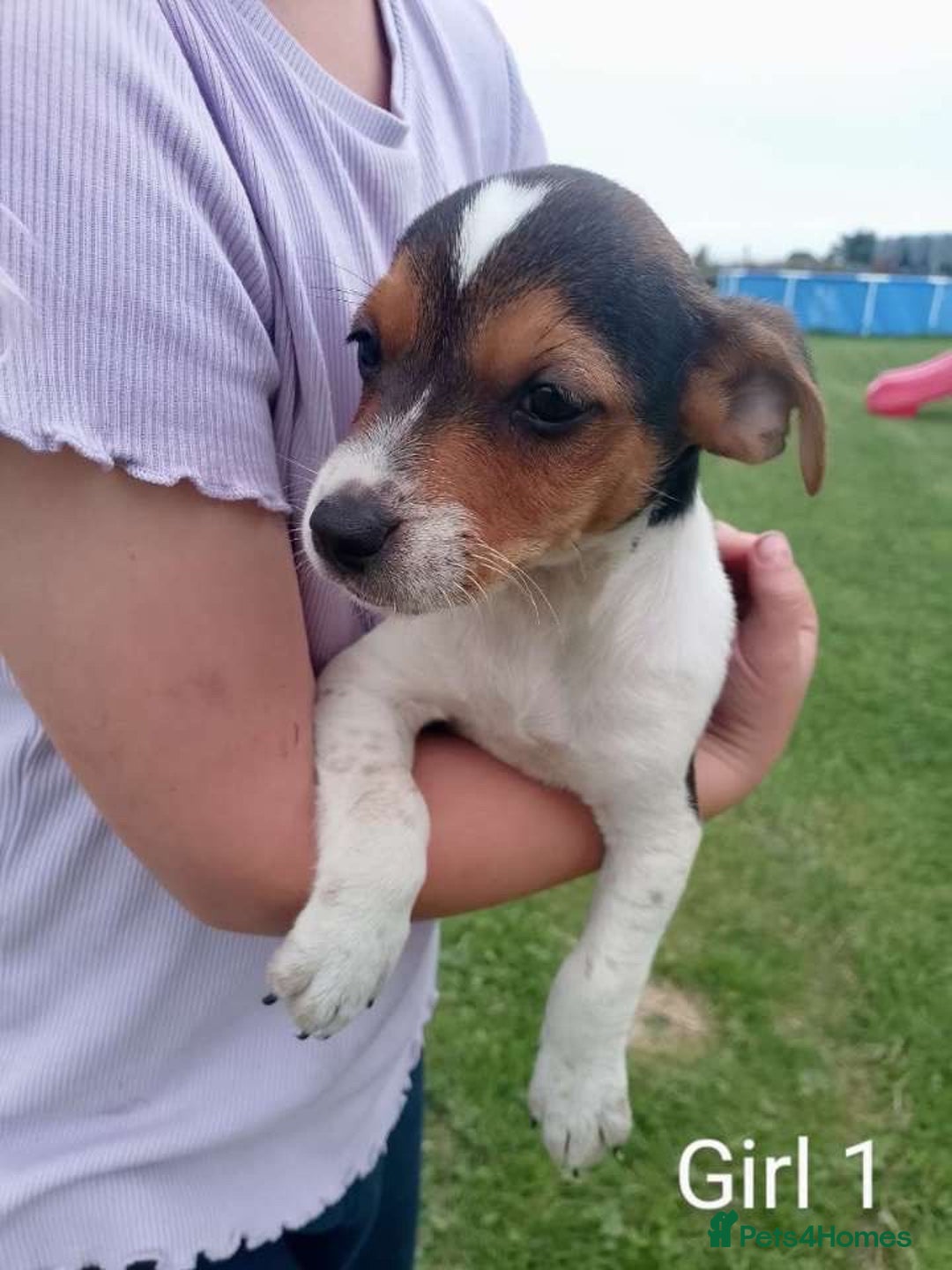 Jack Russell dogs for sale: Gorgeous true traditional Jack Russell pups - Image 4
