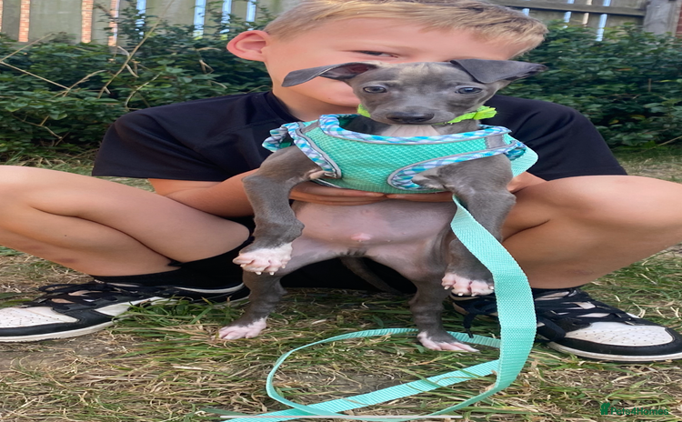 Italian Greyhound dogs - Advert 1