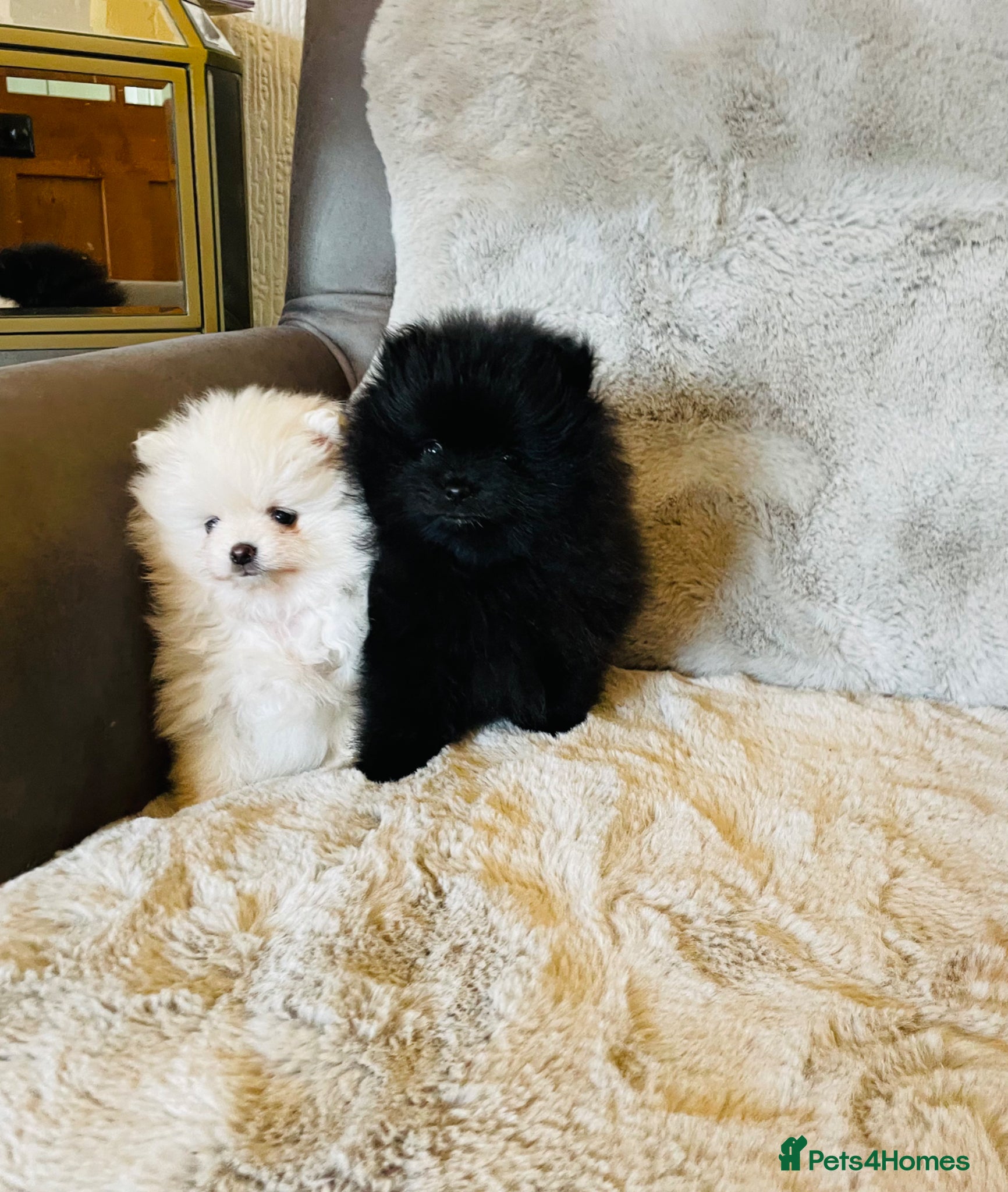 Pomeranian dogs ✨Stunning KC Teddy Bear Pomeranians ✨ - Advert 1