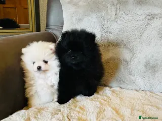Pomeranian dogs ✨Stunning KC Teddy Bear Pomeranians ✨ - Advert 1