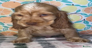 Cocker Spaniel dogs - Advert 9