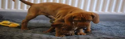 Hungarian Vizsla dogs for sale: Hungarian Vizsla Puppies – Rich Geltwood Heritage - Advert 9