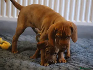 Hungarian Vizsla dogs Hungarian Vizsla Puppies – Rich Geltwood Heritage - Advert 5
