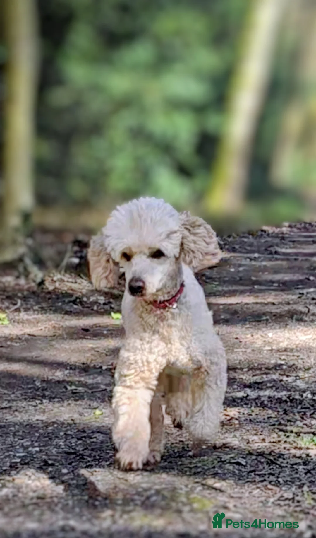 Toy Poodle dogs for stud: TOY & MINIATURE BOY'S FOR STUD  in Iver - Advert 11