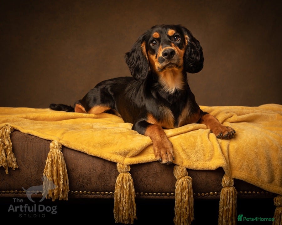 Cocker Spaniel dogs Health Tested KC Working Cocker Spaniel Stud - Advert 1