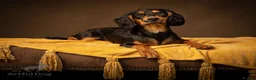 Cocker Spaniel dogs for stud: Health Tested KC Working Cocker Spaniel Stud in Godalming - Advert 1
