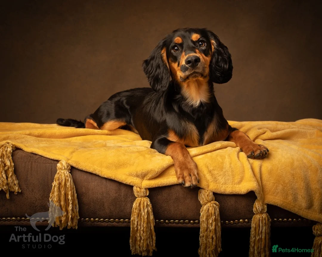 Cocker Spaniel dogs for stud: Health Tested KC Working Cocker Spaniel Stud in Godalming - Advert 1