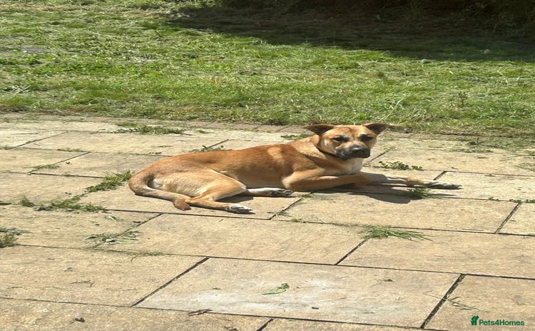 Mixed Breed dogs - Advert 1