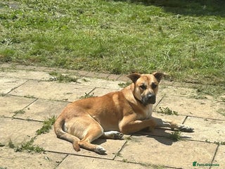 Mixed Breed dogs - Advert 2