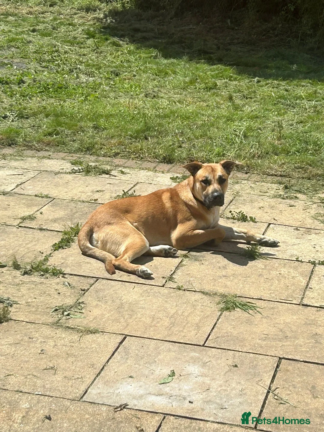 Mixed Breed dogs for sale: German shepherd/Belguim malonoi - Advert 1