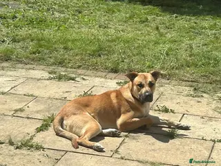 Mixed Breed dogs German shepherd/Belguim malonoi - Advert 10