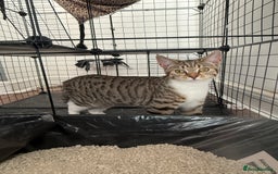 Mixed Breed cats for sale: Beautiful Tabby - Image 1