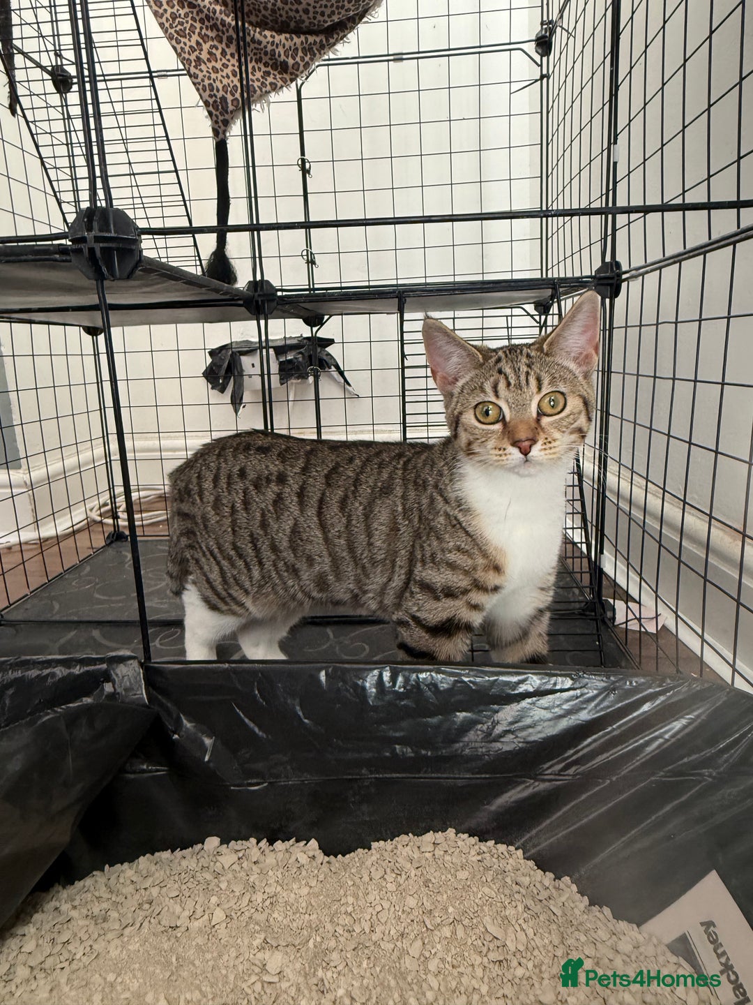 Mixed Breed cats for sale: Beautiful Tabby - Image 1