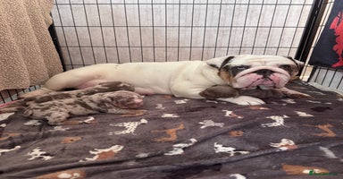 English Bulldog dogs - Advert 15