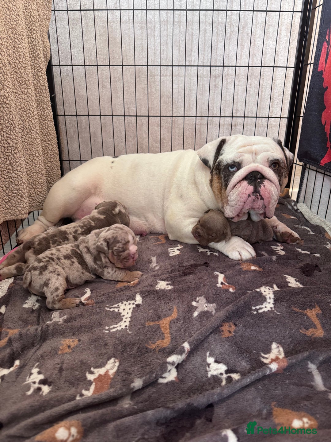 English Bulldog dogs for sale: English Bulldogs ready to leave 10/12/25  - Advert 17