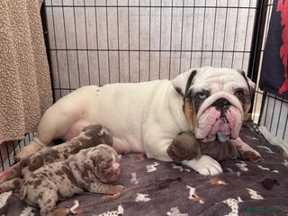 English Bulldog dogs - Advert 5