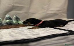 Jack Russell dogs for sale: Minature jack russel pupies  - Image 2