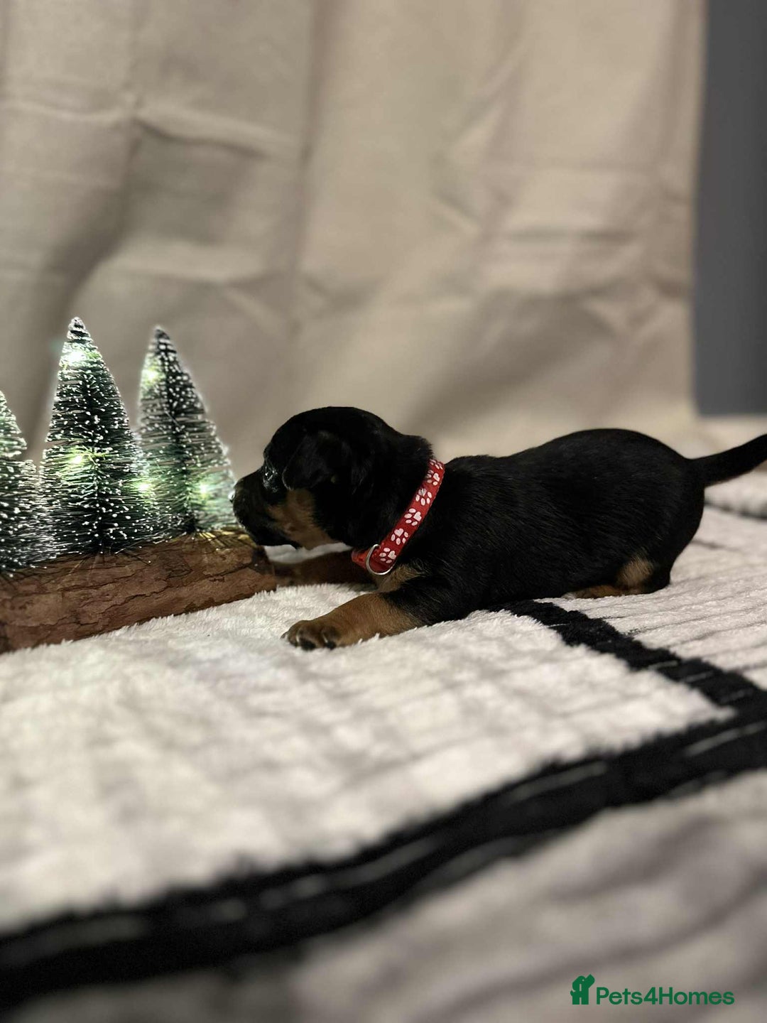 Jack Russell dogs for sale: Minature jack russel pupies  - Image 2